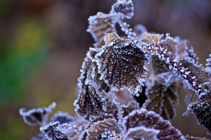 micro-photography featuring frosted green leaf